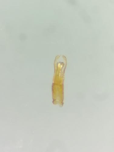 Oxybelus trispinosus